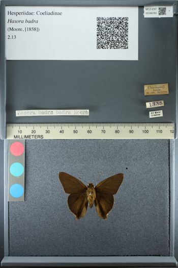 Media type: image;   Entomology 186783